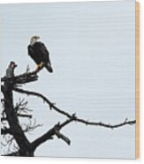 Perched Bald Eagle Wood Print