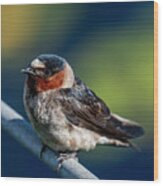 Perched Swallow Wood Print