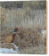 Pheasant Glory Wood Print