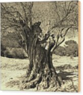 Photo 92 1000 Year Old Olive Tree Wood Print