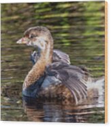 Pied-billed Grebe Wings Engaged Wood Print