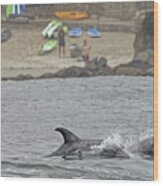 Pilot Whales In Monterey Bay Wood Print
