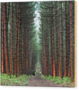 Pine Forest In England Wood Print