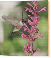 Pink Agastache Hummingbird Wood Print