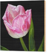 Pink And Soft White Tulip Wood Print