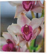 Pink And White Cymbudium Clarisse Orchid Wood Print