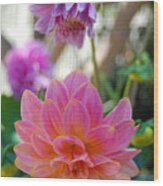 Pink And Yellow Dahlias 1 Wood Print