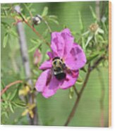Pink Beach Rose With A Bee Pollinating It Wood Print