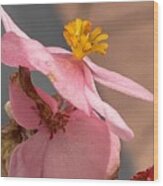Pink Begonias Wood Print
