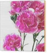 Pink Carnation Photo Art Wood Print