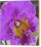 Pink Cattelaya Orchid Wood Print