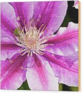 Pink Clematis Flower Photograph Wood Print