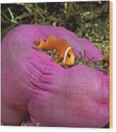 Pink Clownfish On Sea Anemone Wood Print