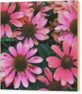 Pink Coneflowers Wood Print