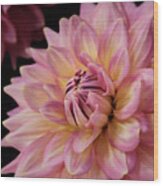 Pink Dahlia Wood Print