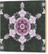 Pink Dianthus Kaleidoscope-2 Wood Print