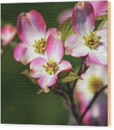 Pink Dogwood Blossoms Wood Print