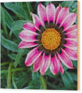 Pink Flower Plant Wood Print