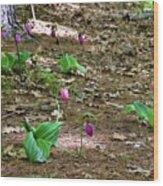 Pink Lady's Slippers Wood Print