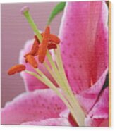 Pink Lily 4 Wood Print
