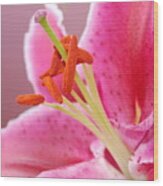 Pink Lily 5 Wood Print