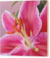 Pink Lily 7 Wood Print