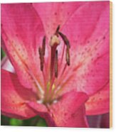 Pink Longiflorum-asiatic Lily Wood Print