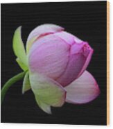 Pink Lotus Bud Wood Print