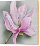 Pink Magnolia Spring Blossom Wood Print