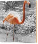Pink Orange Flamingo Photo 210 Wood Print