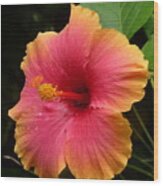 Pink Passion Hibiscus Wood Print