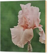 Pink Peach Iris Flower Wood Print
