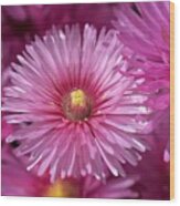 Pink Pigface Flowers Wood Print