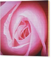 Pink Rose Wood Print