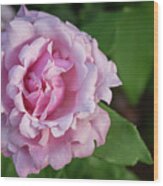Pink Rose Ii Wood Print
