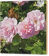 Pink Roses In The Garden Wood Print