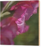 Pink Side Of Gladioli Wood Print