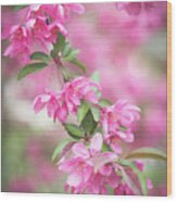 Pink Spring Crabapple Blossoms 3 Wood Print