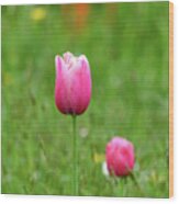 Pink Tulip Wood Print
