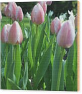 Pink Tulips In Vancouver Wood Print