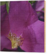 Pink Velvet Rugosa Rose Wood Print