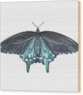 Pipevine Swallowtail Butterfly Wood Print