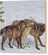 Playful Wapiti Wolves Wood Print