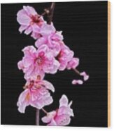 Plum Blossom - Blooms Wood Print
