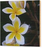 Plumeria In Bloom Wood Print