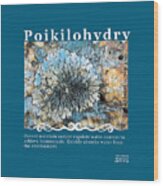 Poikilohydry Wood Print
