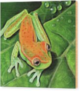 Poison Dart Frog Wood Print