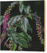 Pokeweed Is For Birds Wood Print