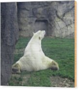 Polar Bear Splits Wood Print