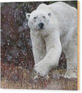 Polar Bear Turning Wood Print